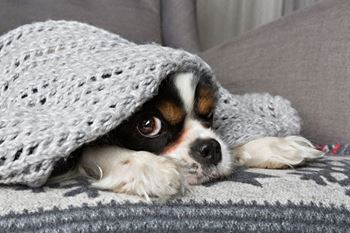 Pet friendly community with a fenced-in dog park
